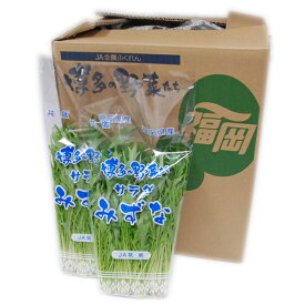 【箱売り】　水菜（みず菜）　1箱（200g×20袋入り）　福岡産　 【業務用・大量販売】【RCP】