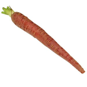 ���ɂ񂶂񁄁@��B�Y�@�����l�Q�i�L���g�L�j���W���E�l�Q�E�ɂ񂶂�E�j���W���j�@1�{�@�������E����E���ꁄ