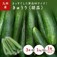 きゅうり（胡瓜）　3本(Mサイズ)　1kg　1箱(Mサイズ) 選べる内容量＜九州産・熊本・福岡・佐賀・長崎産＞