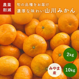 11月上旬発送ご予約・山川みかん 2kg 10kg 福岡産 家庭用 ギフト 仕送り 箱買い 送料無料 中生 国産 コク 濃い味 有機肥料 のし 大黒園