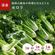 セロリ（セロリー）1本　1株　1箱(5~10株）　選べる内容量＜長野産など、国産＞