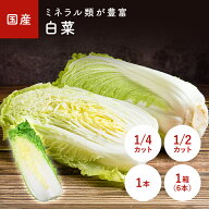 白菜（はくさい・ハクサイ） 1/2カット　1/4カット　1本　1箱(6本入り)　＜長野産・国産＞