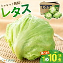 レタス（れたす） 1玉 / 1箱（10〜18玉入り） 選べる内容量＜九州産・福岡・大分・長野・その他＞＜業務用・大量販売…