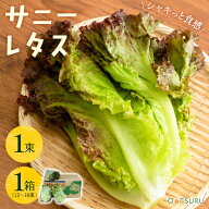 サニーレタス 1束 / 1箱（12～18束入り） 選べる内容量＜九州産・長野・北海道＞
