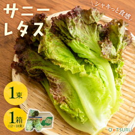 サニーレタス 1束 / 1箱（12～18束入り） 選べる内容量＜九州産・長野・北海道＞