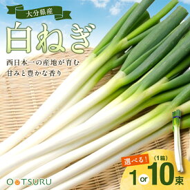 白ねぎ（長ネギ・根深） 1束（2〜3本） / 1箱（約300g×10束） 選べる内容量＜大分・九州産＞