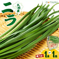 にら(ニラ・韮) 1束(約100g) / 1箱50束入り(約5kg)　選べる内容量＜九州・大分・熊本産＞