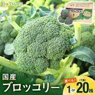 ブロッコリー 1株 / 1箱（20～24株入り） 選べる内容量＜九州産＞