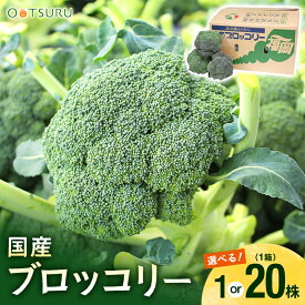 ブロッコリー 1株 / 1箱（20～24株入り） 選べる内容量＜九州産＞