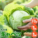 キャベツ（きゃべつ）1/2玉 / 1玉 / 1箱（6〜10玉入り） 選べる内容量＜福岡・熊本・大分・佐賀・九州産＞