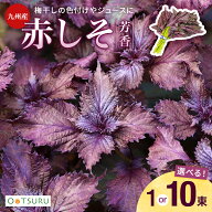 九州産　赤しそ（赤じそ・赤シソ・紫蘇）　1束(250g）　10束　＜梅干しの色つけやしそジュース（シソジュ…