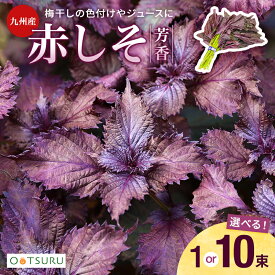 九州産　赤しそ（赤じそ・赤シソ・紫蘇）　1束(250g）　10束　＜梅干しの色つけやしそジュース（シソジュース）用に！＞九州・福岡県産