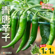 九州産 青唐辛子(とうがらし・トウガラシ) 1束(約100g) / 1箱500g 選べる内容量＜九州・福岡産・野菜＞生…