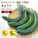 九州産　きゅうり（キューり）　1kg　5kg（曲がり、大小込み）　＜九州・長崎・福岡産＞