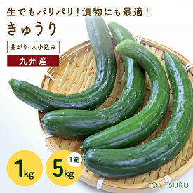 九州産　きゅうり（キューり）　1kg　5kg（曲がり、大小込み）　＜九州・長崎・福岡産＞