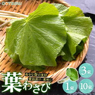 葉わさび 1束(10枚) / 3束 / 10束 選べる内容量＜国産＞