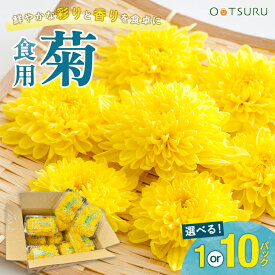 食用菊(大菊) 1パック / 1箱(10パック) 選べる内容量 主に山形産 国産
