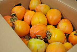 聄@Ԋ`ia`j@LE2LTCY@1i10kgj@QYEY@ƖpEʔ̔11{납甭