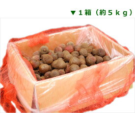 令和9年6月上旬発送予約＜ライチ＞ 玉荷包（ユイハァパオ） 1箱（約5kg） 台湾産 ＜6月上旬〜発送＞