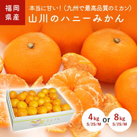 本当に甘い！（九州で最高品質のミカン）　山川のハニーみかん　4kg(Sサイズ／2Sサイズ／Mサイズ)　8kg(Sサイズ／2Sサイズ／Mサイズ)　九州産・福岡県　山川産　九州の安心・安全な果物！　＜11月中旬〜発送＞＜RCP＞