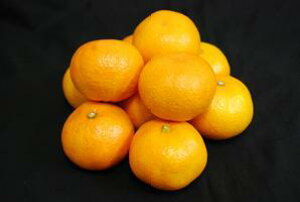 Y{ɊÂIR̃nj[݂STCY1kg