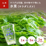 水菜（サラダミズナ・みずな）　1束(約200g)　5把　1箱(20袋)　福岡・九州産