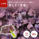 【お得なクーポン 〜6/27】 九州産　赤しそ（赤じそ・赤シソ・紫蘇）　1束(250g）　10束　＜梅干しの色つけやしそジュース（シソジュース）用に！＞九州・福岡県産「芳香」