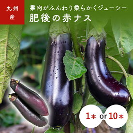 九州産　＜赤なす＞　肥後の赤ナス（なす・茄子・なすび・ナスビ）　1本　10本　九州・熊本産