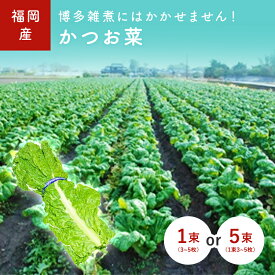 かつお菜　1束(3~5枚)　5束(1束3~5枚)　福岡産