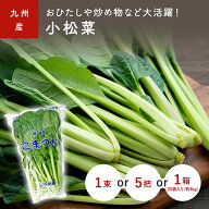 九州産　野菜　小松菜（こまつな・コマツナ）　骨を丈夫に！　1束(約200g)　5把　1箱(20袋)　　＜長崎・…