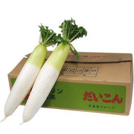 ＜箱売り＞　大根（だいこん） 1箱（7本〜12本入り） 国産、福岡・熊本・長野・青森・北海道など＜業務用・大量販売＞