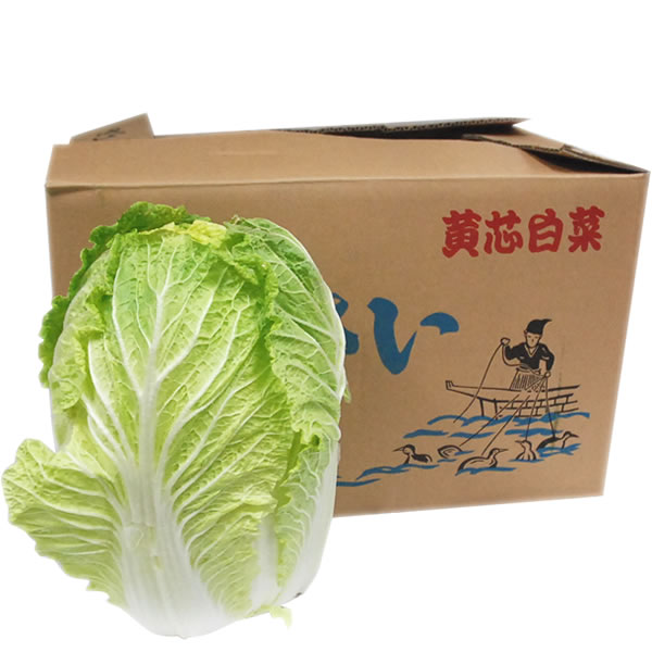 箱売り 白菜 はくさい ハクサイ 直営限定アウトレット １箱 ６本入り 高級な 業務用 熊本 大分 大量販売 国産 長野