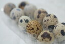 うずら卵（ウズラ卵）　1パック（10玉入り）×10P　1箱　九州・熊本産
