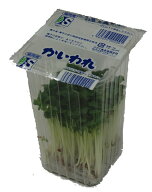 九州産　かいわれ（カイワレ・貝割れ大根） 1パック　九州の安心・安全な野菜！　＜九州・福岡産＞