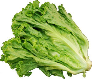 O[[t@1c@AkCȂ