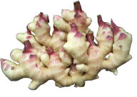 新生姜（しょうが） 1kg 福岡・熊本・長崎・佐賀・九州産