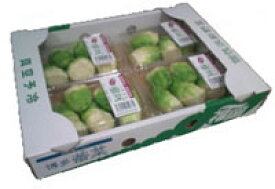 九州産　博多蕾菜（つぼみな）4パック1箱　＜福岡産＞　1パック3玉〜6玉入り　九州の安心・安全な野菜！