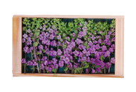 しその花穂！　穂紫蘇（花穂・ほじそ・穂じそ） 1枚