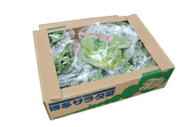 九州産　サラダ菜(バターヘッド)　1箱　＜福岡産＞