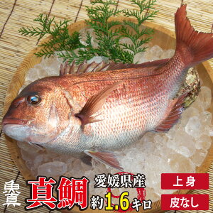 ^ g (Ȃ) 1 (11.6kg) {B^  j Mtg H  XLX Ɩp ^