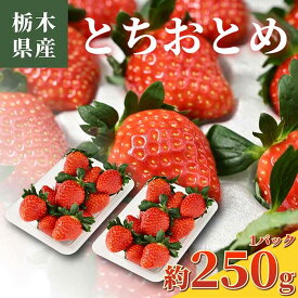 【送料無料】国産いちご とちおとめ（約250g × 2パック）いちご イチゴ 苺 果物 フルーツ 国産