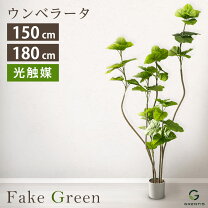 楽天市場】ウンベラータ 150cm（人工観葉植物｜造花・人工観葉植物 