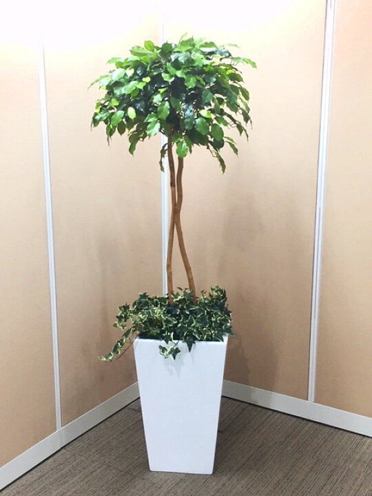 楽天市場 送料無料 観葉植物 光触媒 ベンジャミン H1700mm 防災グッズ タスカルグリーン 簡易トイレ 人工観葉植物 人工樹木 オフィス用 オフィス家具のオフィスパートナー