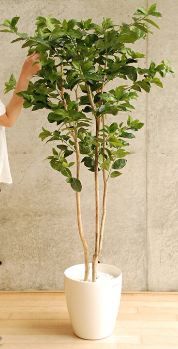 楽天市場 観葉植物 光触媒 レモン 高さ160cm インテリア 玄関 造花 人工観葉植物 送料無料 オフィス家具のオフィスパートナー