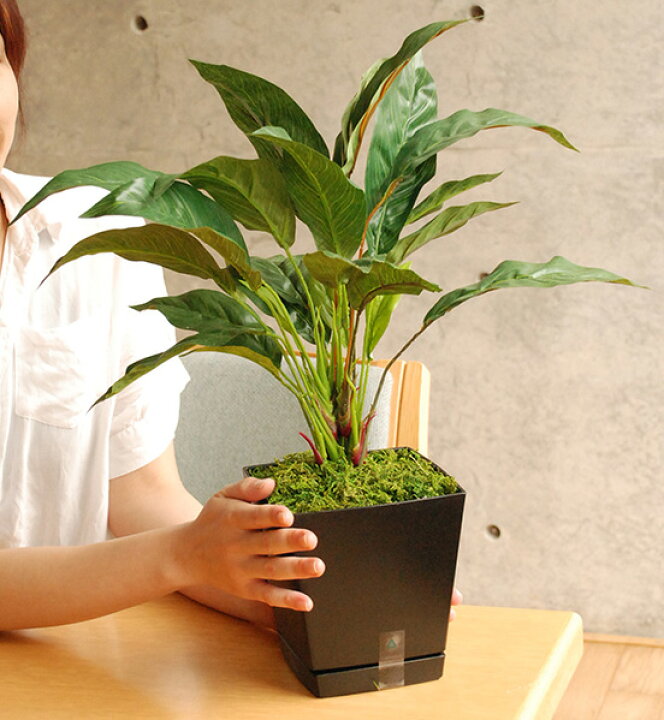 楽天市場 光触媒 観葉植物 カフェ 玄関 インテリア 造花 人工観葉植物 スパティフィラム 高さ50cm オフィス家具のオフィスパートナー