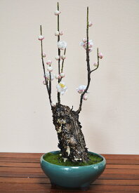 楽天市場 梅 盆栽の通販