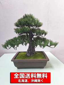 yz ~  ^ lH CeA G} lHϗtA aCeA bonsai tFCN HX ItBX ze  {Ɖ G}Hς Cxg T ՓT j j 