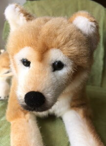 _MtgbsO^y񂹕izP[Z ʂ Č  hCc  A { MtgbsOKOSEN