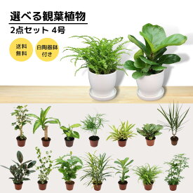 4号 2点セット 選べる観葉植物 白陶器鉢 皿付き アデニウム フィカス(ゴムの木) ドラセナ(幸福の木) シェフレラ ムサ(バナナ) シマトネリコ プラティセリウム (コウモリラン、ビカクシダ) ヘデラ(アイビー) カラテア ムラヤ コーヒー アスパラガス 東海園芸