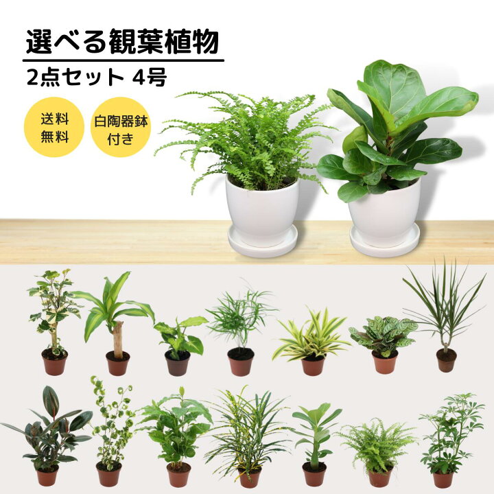 楽天市場 スーパーセール 4号 2点セット 選べる観葉植物 白陶器鉢 皿付き アデニウム ゴムの木 フィカス 幸福の木 ドラセナ シェフレラ マランタ シマトネリコ シンゴニウム ビカクシダ コウモリラン ヘデラ アイビー シルクジャスミン カラテア アジアン
